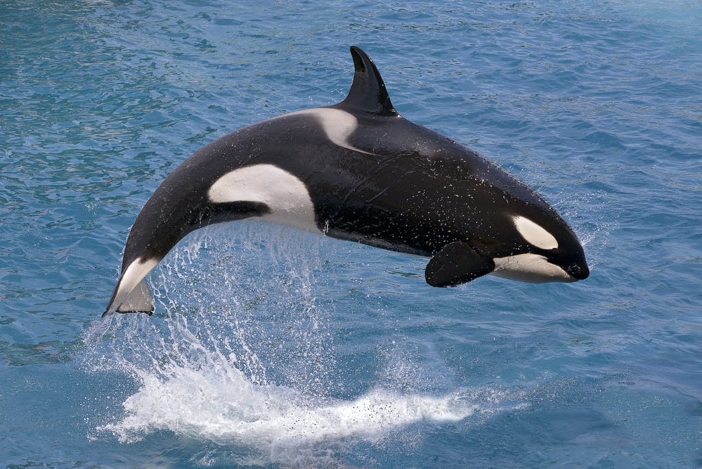 Killer Whale