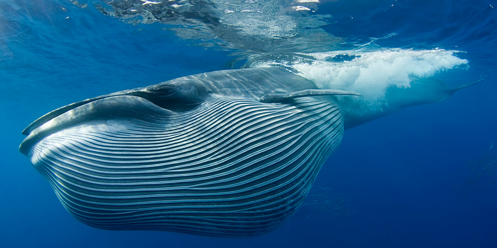 Bryde's Whale