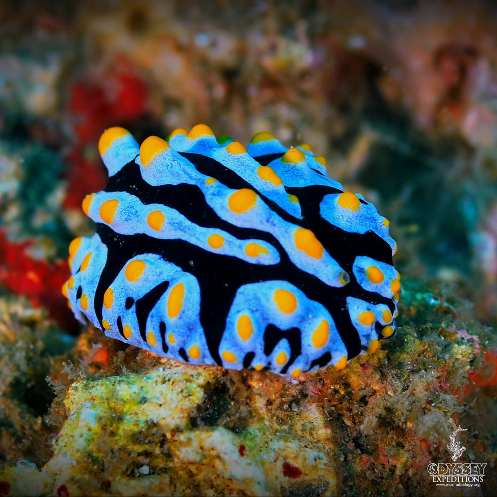 Sky Blue Nudibranch