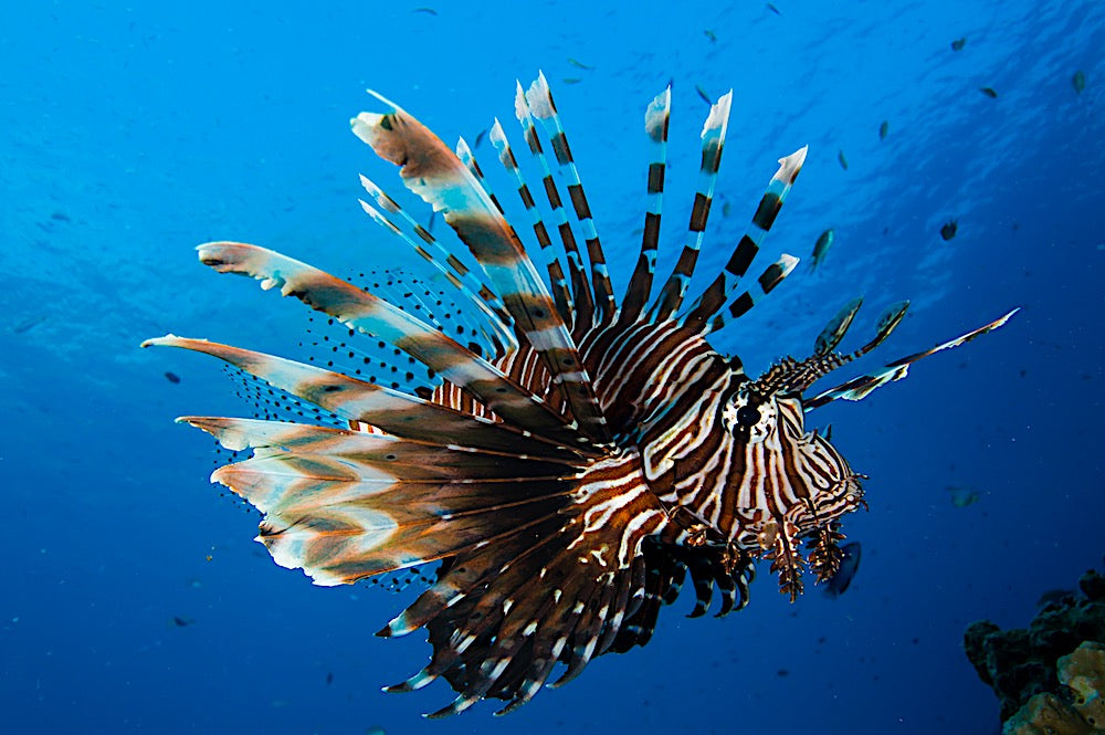 Lionfish