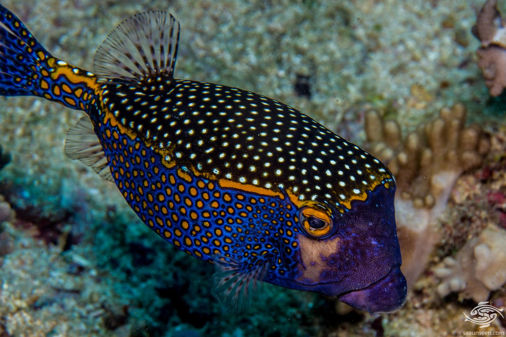 Boxfish