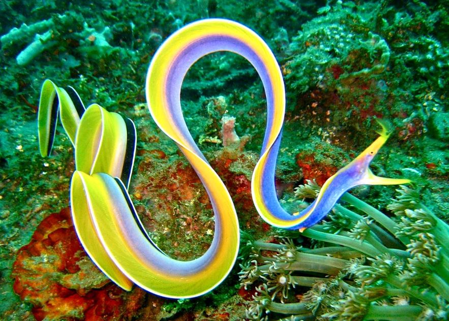 Ribbon Eel