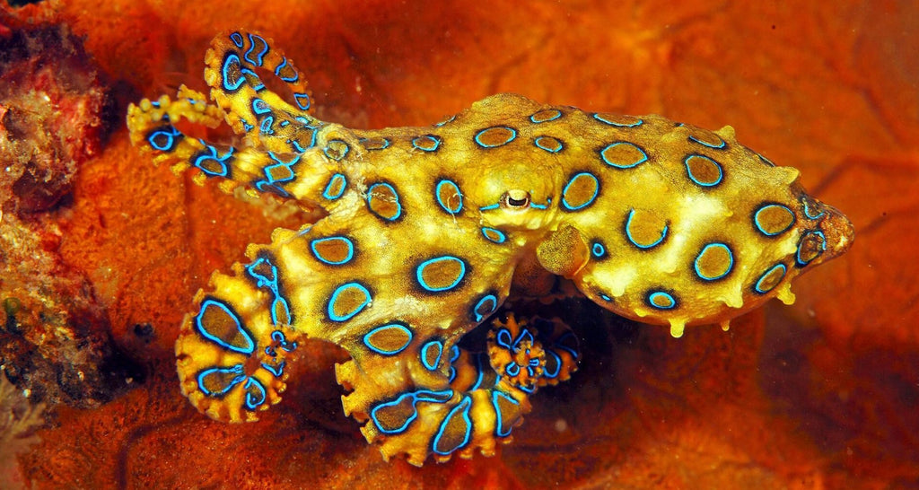 Blue-Ringed Octopus