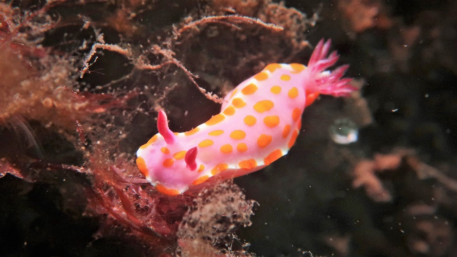 Pink Nudibranch